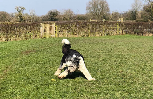 How to Choose the Best Boarding Kennel near Crewe
