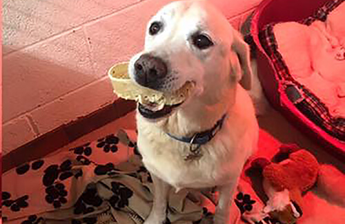 How to Prepare Your Pet for Boarding Kennels