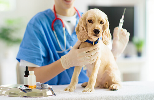 What Vaccinations Do Pets Need for Boarding Kennels?