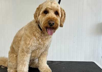 The Pooch Parlour