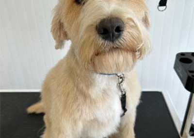 The Pooch Parlour