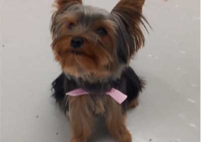 The Pooch Parlour