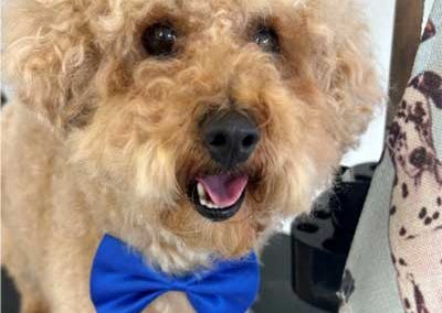 The Pooch Parlour