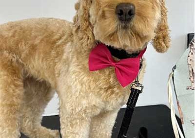 The Pooch Parlour