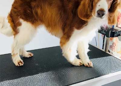 The Pooch Parlour